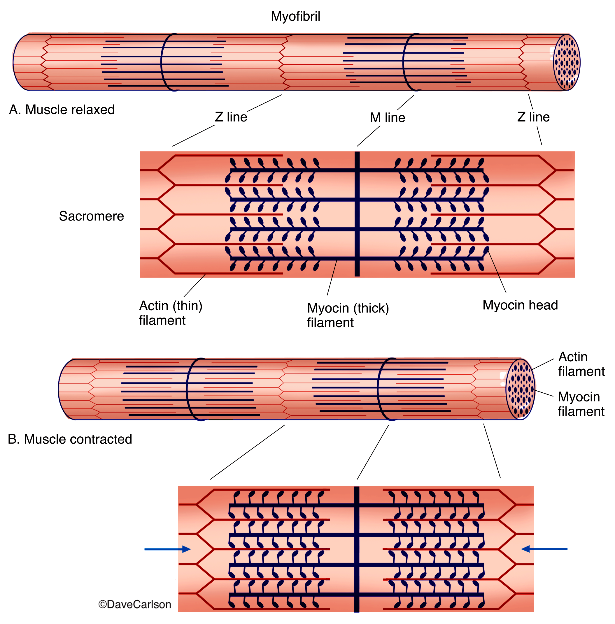 this images shows the physiology of the muscle and muscle contraction.