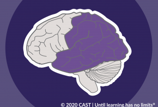 A graphic of the brain highlighting the recognition network in purple.