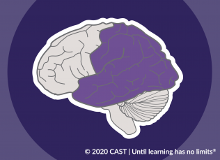 A graphic of the brain highlighting the recognition network in purple.
